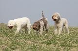LAGOTTO 109